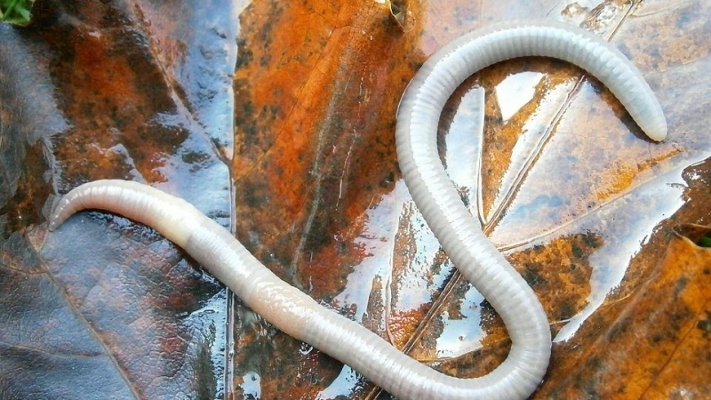 Ученые оживили древних червей из вечной мерзлоты