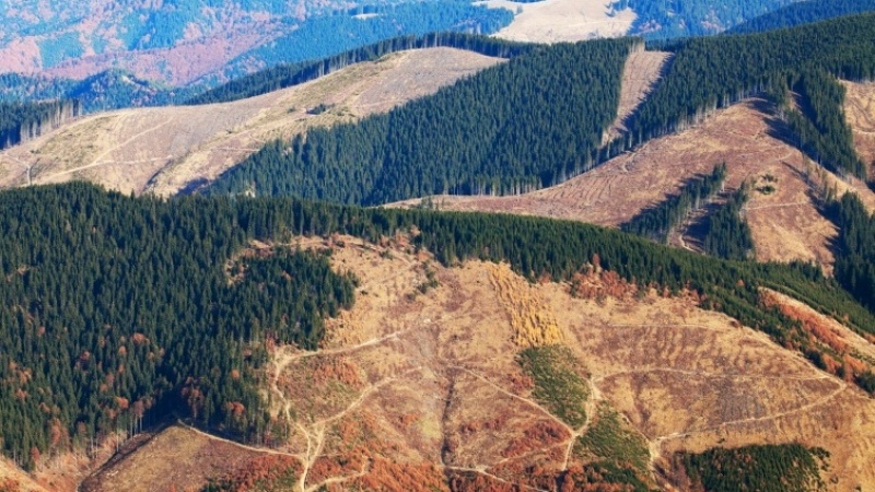 Европейский арбитраж аннулировал украинский запрет на тотальную вырубку лесов Закарпатья