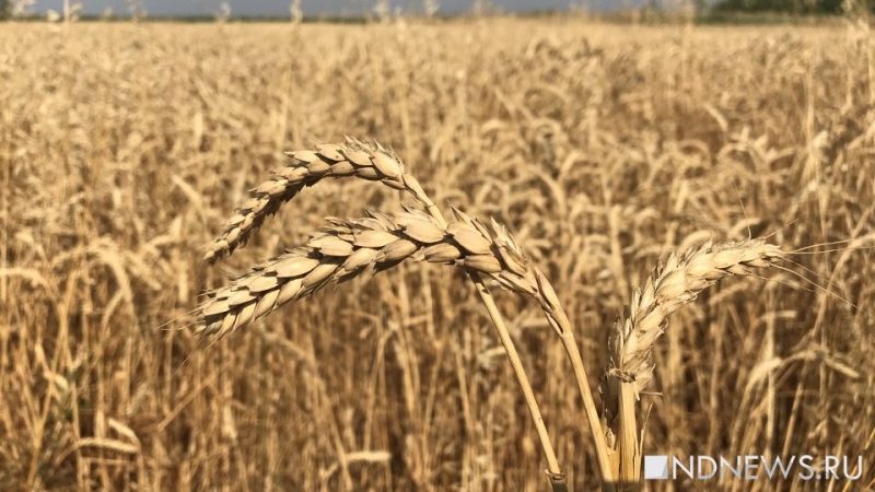 Россия установила абсолютный рекорд по экспорту зерна