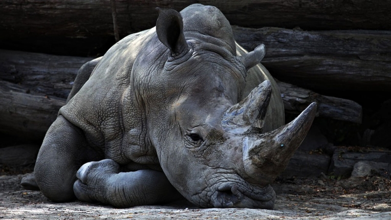 Скелет древнего носорога поставил ученых в тупик