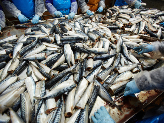 Самая дешевая рыба в России станет дороже из-за новых таможенных правил