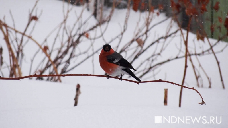 Орнитологи обнаружили механизм подогревания крови у зимующих птиц
