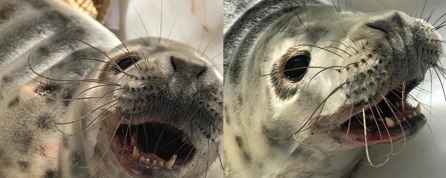 В Ленобласти местные жители спасли истощенную самку серого тюленя