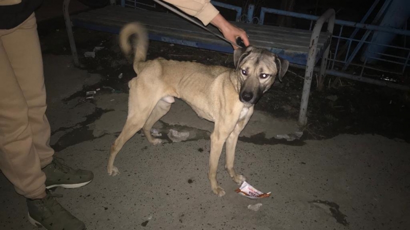 Зоозащитники забрали у жительницы Верхней Пышмы 11 истощенных собак