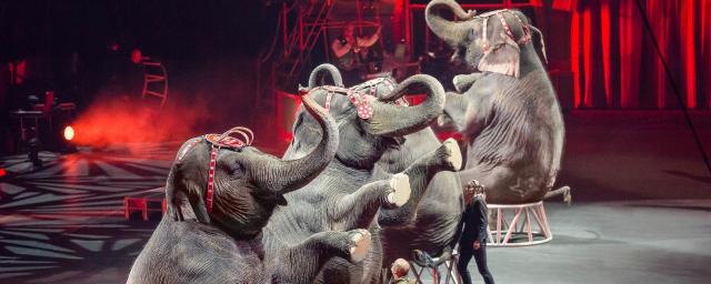 Цирковые животные будут проводить «пенсию» в крымском сафари-парке
