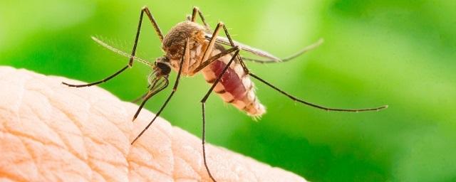 Эксперт оценил активность комаров в Москве