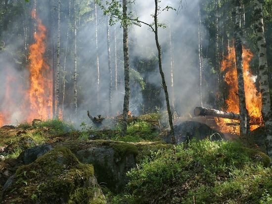 Оценена вероятность появления в Москве смога лесных пожаров