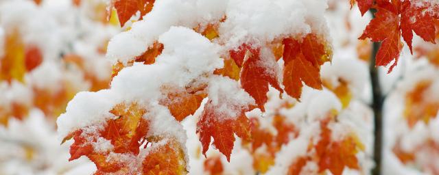 Синоптики: метеорологическая зима в Московском регионе наступит 15 ноября