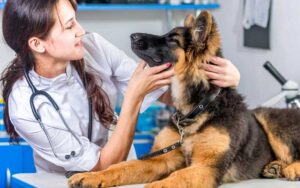 Ветеринарная клиника: как осуществляется прием
