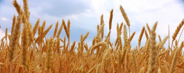 Экономист Белхароев заявил, что голод без зерна из РФ грозит Ближнему Востоку и Африке