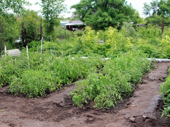 Огород для чайников: самые неприхотливые овощи, которые вырастут у начинающих