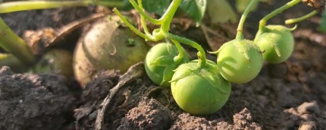 Гастроэнтеролог Лопатин предупредил о ядовитых плодах на соцветиях картофеля