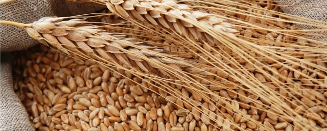 Правительство РФ выделило более 800 млн рублей на закупку пшеницы для Кубы