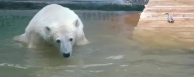 Гендиректор Московского зоопарка Акулова: Состояние белого медведя Диксона улучшилось