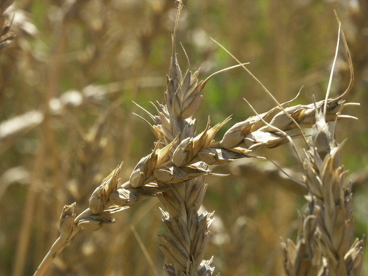 Глава продовольственной организации ООН рассказал об угрозе голода и позиции по зерновой сделке