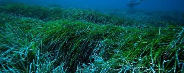 На пляжах Флориды обнаружили тонны водорослей с опасными бактериями