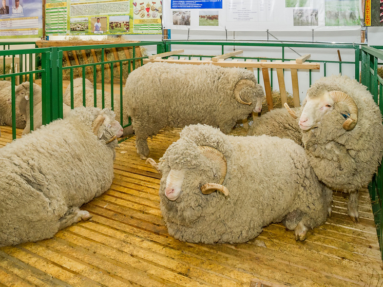 Подмосковный фермер раскрыл секреты современного овцеводства: цены на баранину зашкаливают