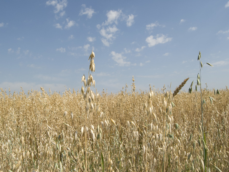 Россия установила рекорд по экспорту зерновых, но есть проблемы