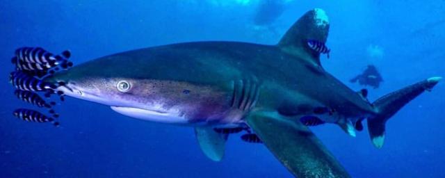 Стали известны причины повторяющихся атак акул на туристов в Египте