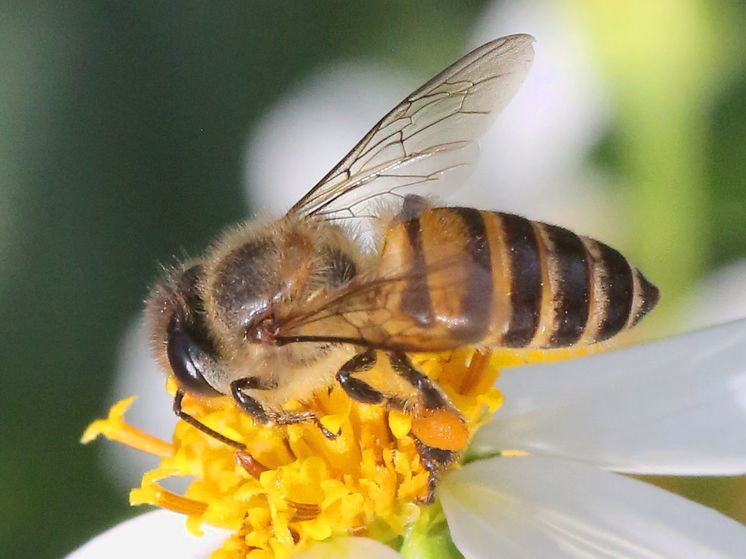 Депутаты попросили запретить импорт пчел из Азии