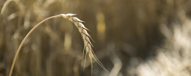 Глава РСЗ Злочевский: Зерновые компании РФ потеряли более 1 млрд долларов из-за зерновой сделки