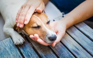 Эпилепсия у собак: способы лечения и рекомендации