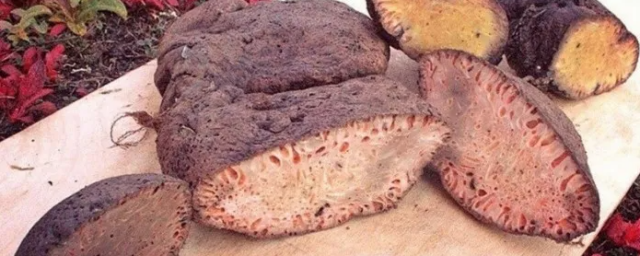 Бараньи мозги в желудке, сгнивший тюлень: самые жуткие блюда русской кухни