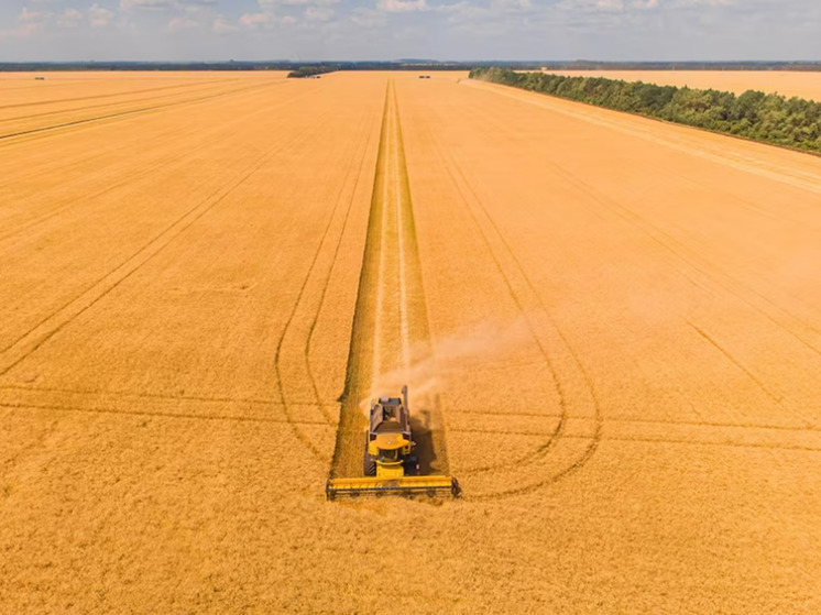 В России собрали высокий урожай зерна, но хлеб дорожает: почему