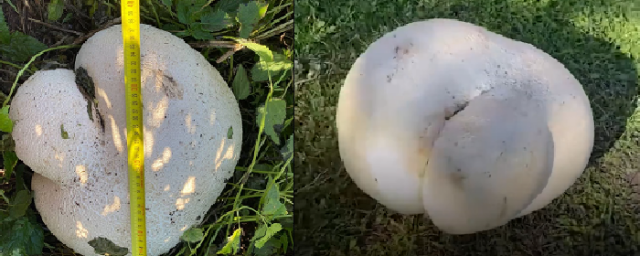 10-килограммовый гриб обнаружила свердловчанка в Сысертском районе