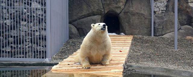 Раненый в Красноярском крае медведь Диксон умер в Московском зоопарке спустя год