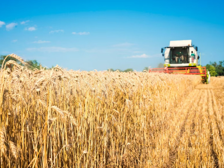 Россия вышла в мировые лидеры по экспорту пшеницы: в чем кроются риски