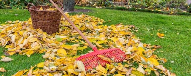 Депутат Чаплин пояснил, можно ли противостоять падению листвы с дачи соседа