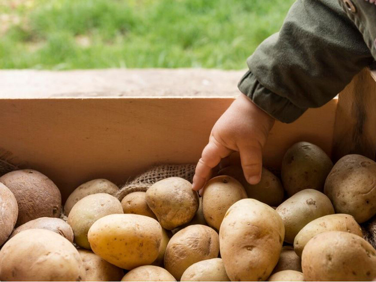 Из-за серьезной болезни россиянам запретили на три года сажать картошку