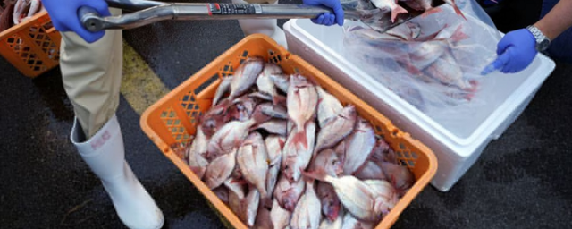 Международная группа ученых взяла образцы рыбы из воды рядом с «Фукусимой-1»