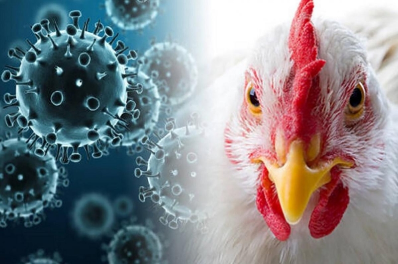 Сахалинская птицефабрика «Островная» закрыта на карантин из-за птичьего гриппа, обозначена 5-километровая зона риска