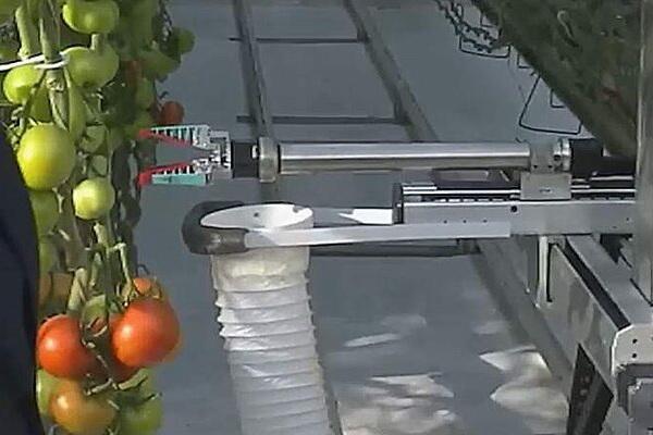 На Ставрополье Путину показали робота-сборщика томатов