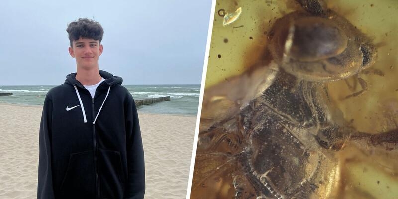 Подросток из Балтийска нашёл на побережье янтарь с осой внутри, обитавшей более 40 млн лет назад