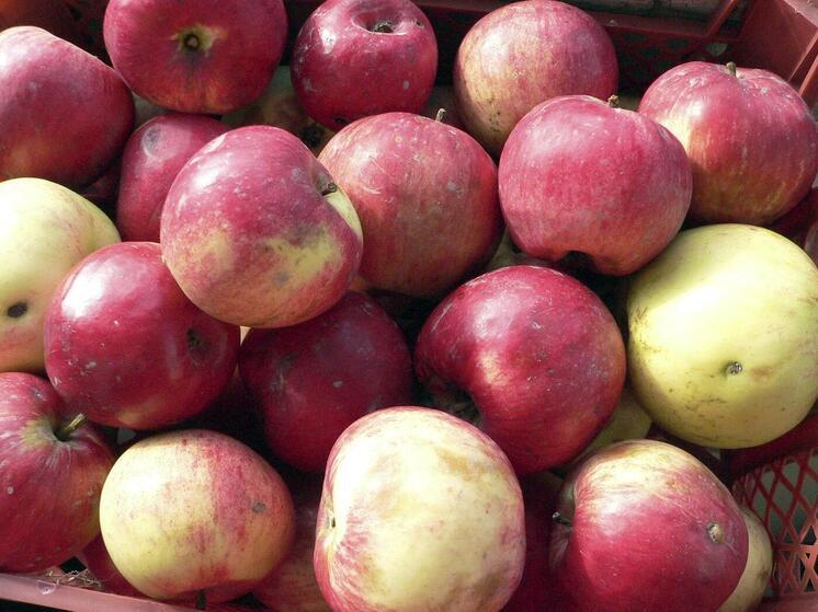 Лимоны и яблоки стремительно растут в цене: эксперты дали объяснение